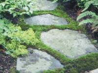 Tobi-ishi Stepping Stone 12" - 16"
